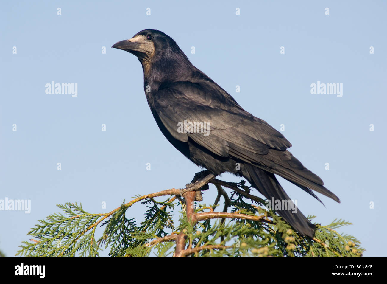 Rook (Corvus frugilegus) - British Birds - Woodland Trust