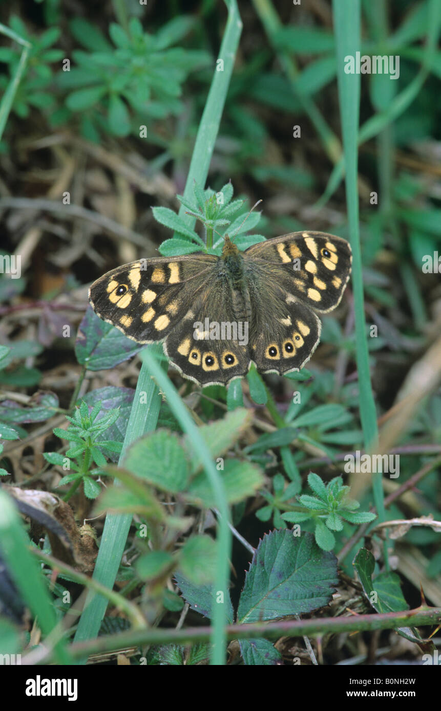 Speckled Wood Butterfly (Pararge aegeria) Stock Photo