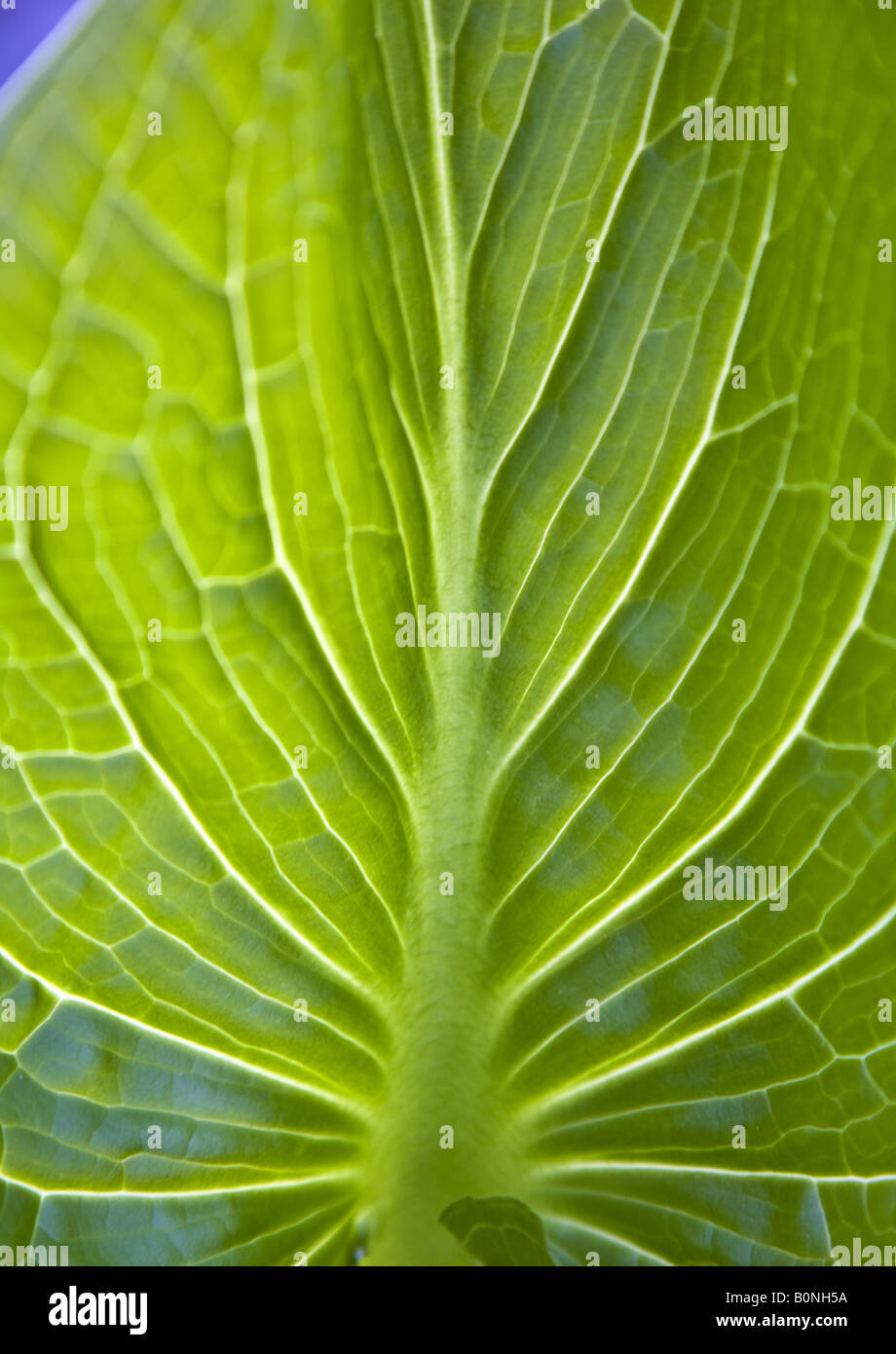 Detail of the leaf of the Eastern Skunk Cabbage Stock Photo - Alamy
