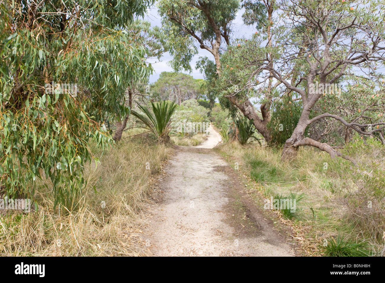 A sandy path through native bushland (including zamia, eucalypt and banksia plants)  in Perth's Bold Park. Western Australia Stock Photo
