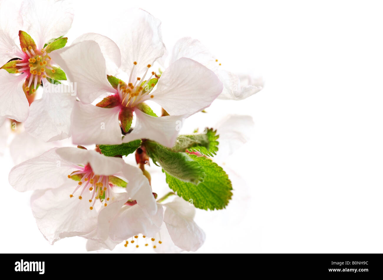 Macro of pink cherry blossoms isolated on white background Stock Photo ...