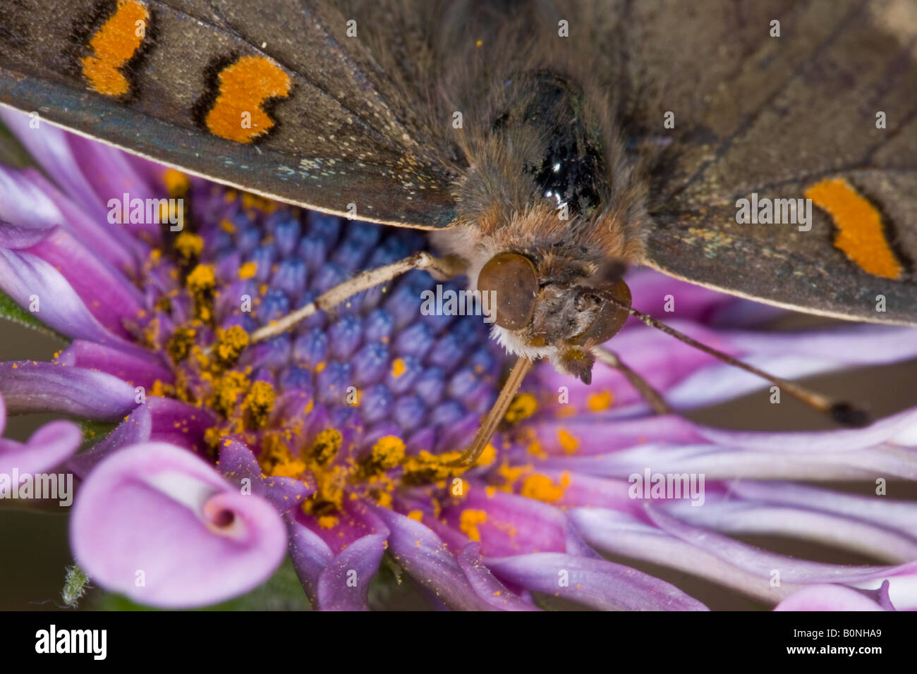 Buckeye butterfly sitting on a purple African Spoon Daisy. Stock Photo