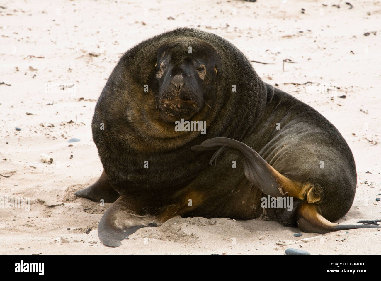 Funny looking big male New Zealand Hooker Sea Lion Phocarctos hookeri serious face fans with flipper while relaxing on sand beach Enderby Island Stock Photo
