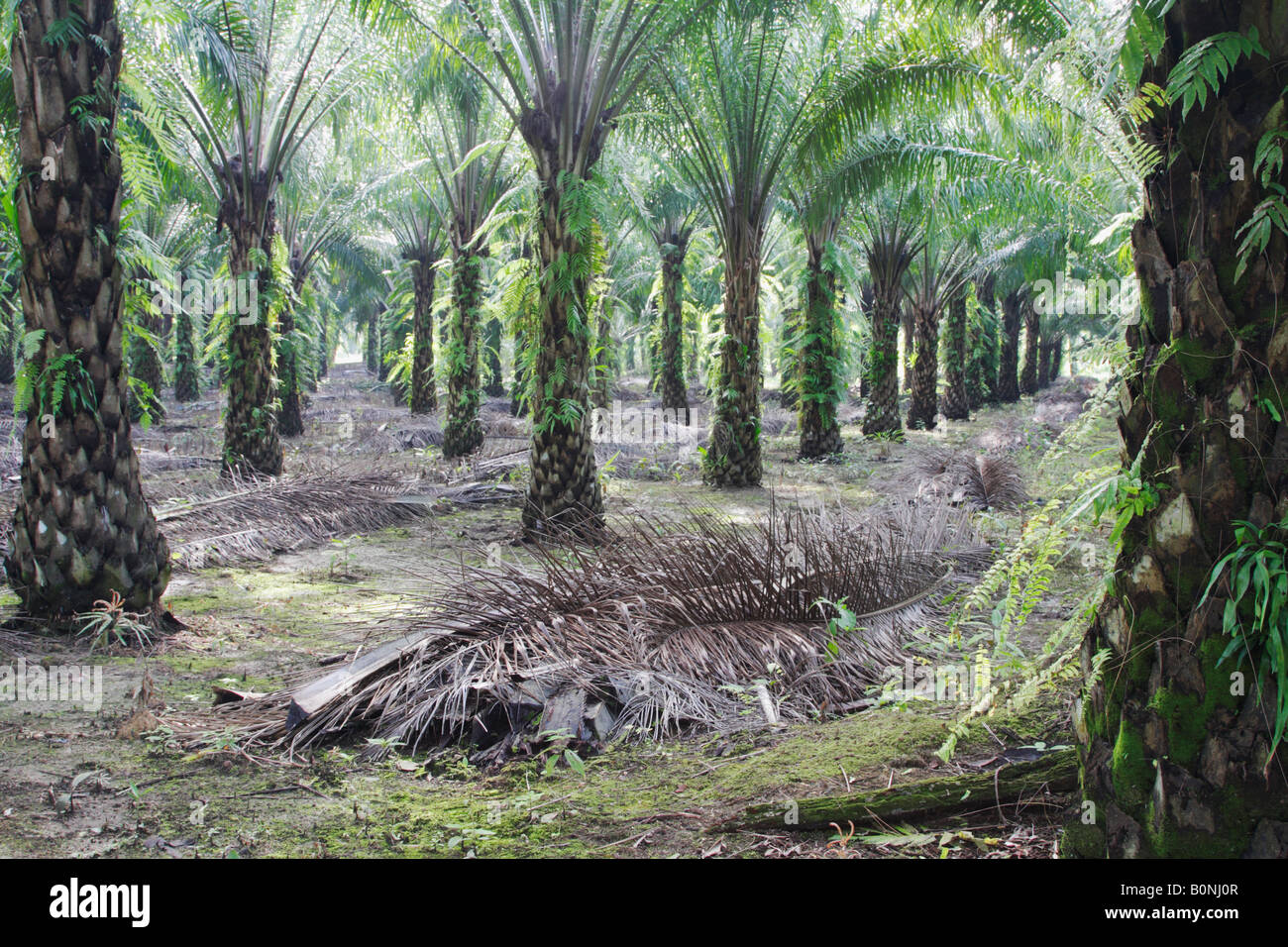 Palm Oil Plantation, Sukau, Sabah, Malaysian Borneo Stock Photo Alamy