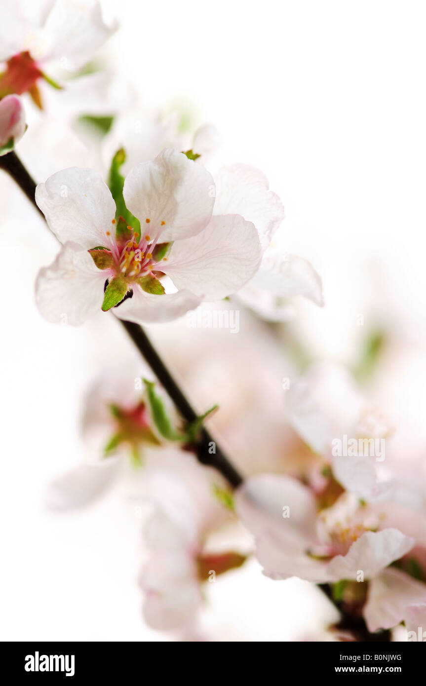 Macro of pink cherry blossoms isolated on white background Stock Photo ...
