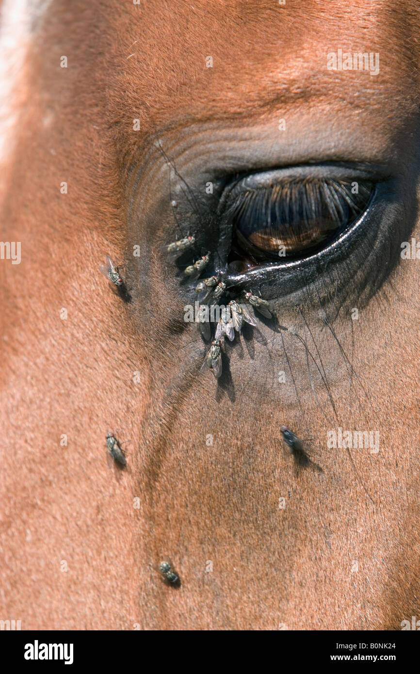 Flies on a horse s face Oxfordshire England United Kingdom Stock Photo