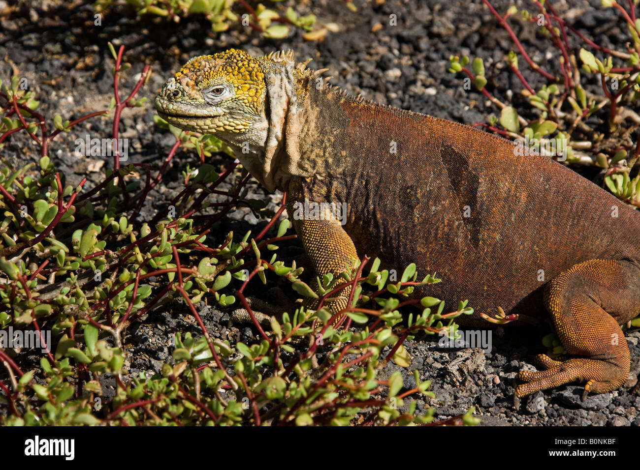 Galapagos Land Iguana Conolophus subcristatus on Fernandina Island