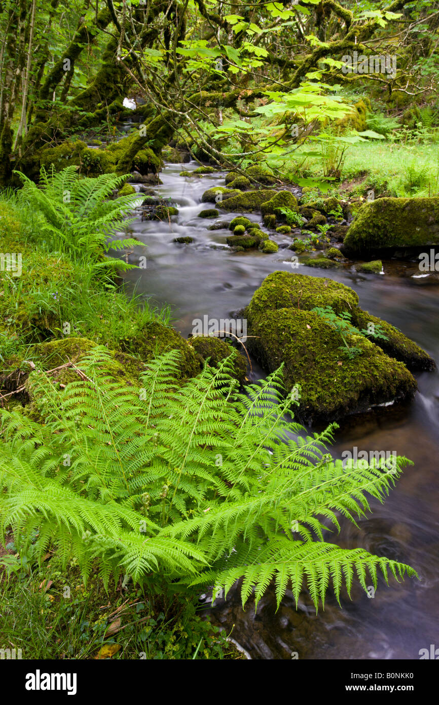 Rocky stream in a lush green wood Dartmoor National Park Devon England Stock Photo