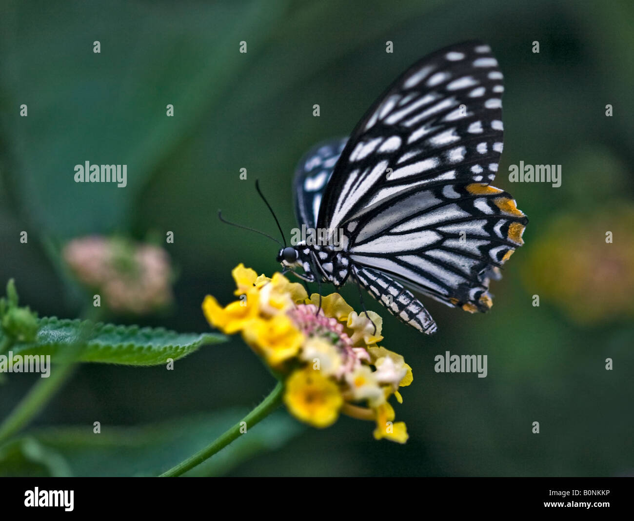 Common Mime Butterfly (chilasa clytia disimilis) on Lantana Stock Photo