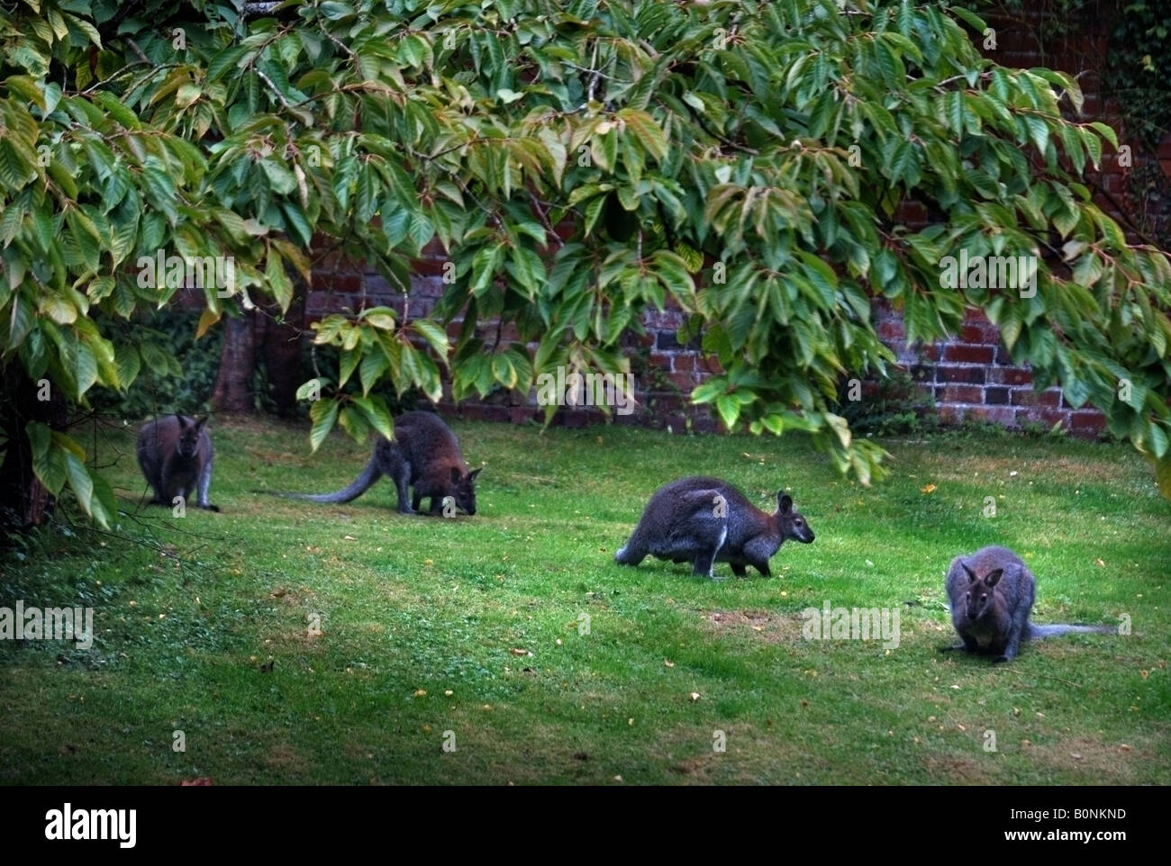 WALLABIES GRAZING IN THE GARDEN OF A COTSWOLD ESTATE Stock Photo