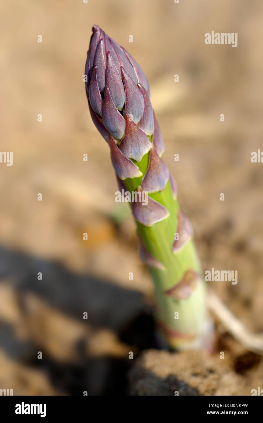 Asparagus growing in a field Stock Photo Alamy