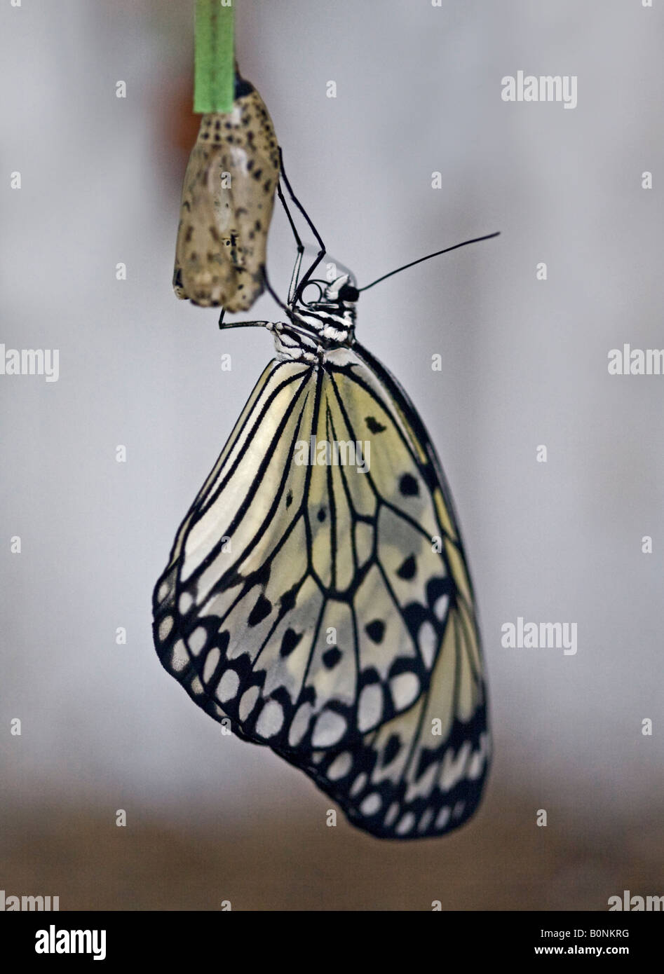 Rice Paper Butterfly (idea leuconoe) and Cocoon (also known as a Paper Kite or Tree Nymph Butterfly) Stock Photo