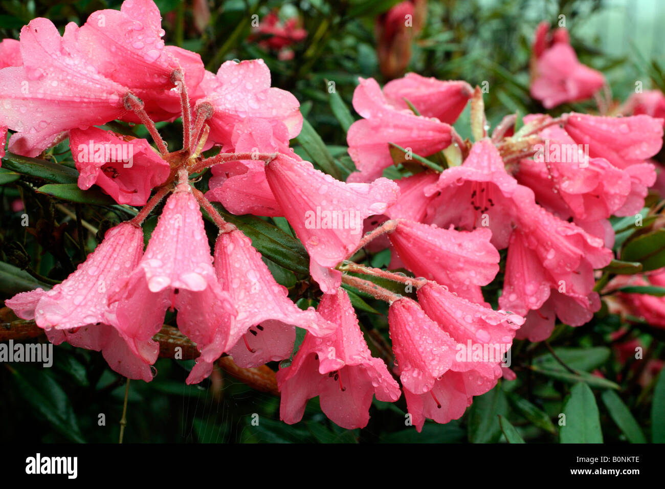 RHODODENDRON WINSOME AGM Stock Photo