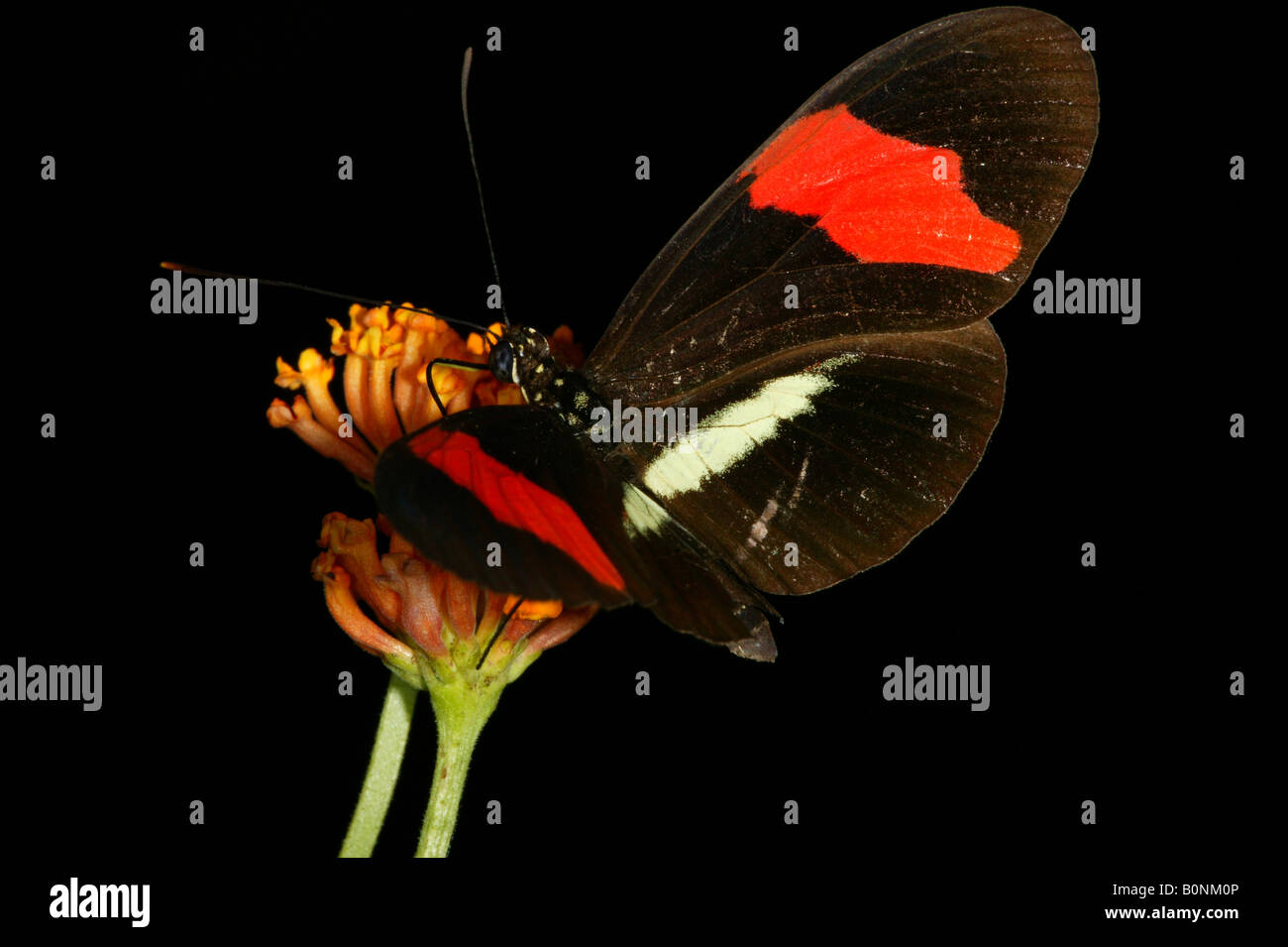 The beautiful butterfly, The Postman, Heliconius erato petiverana, in the 265 hectares rainforest of Metropolitan park, Republic of Panama. Stock Photo