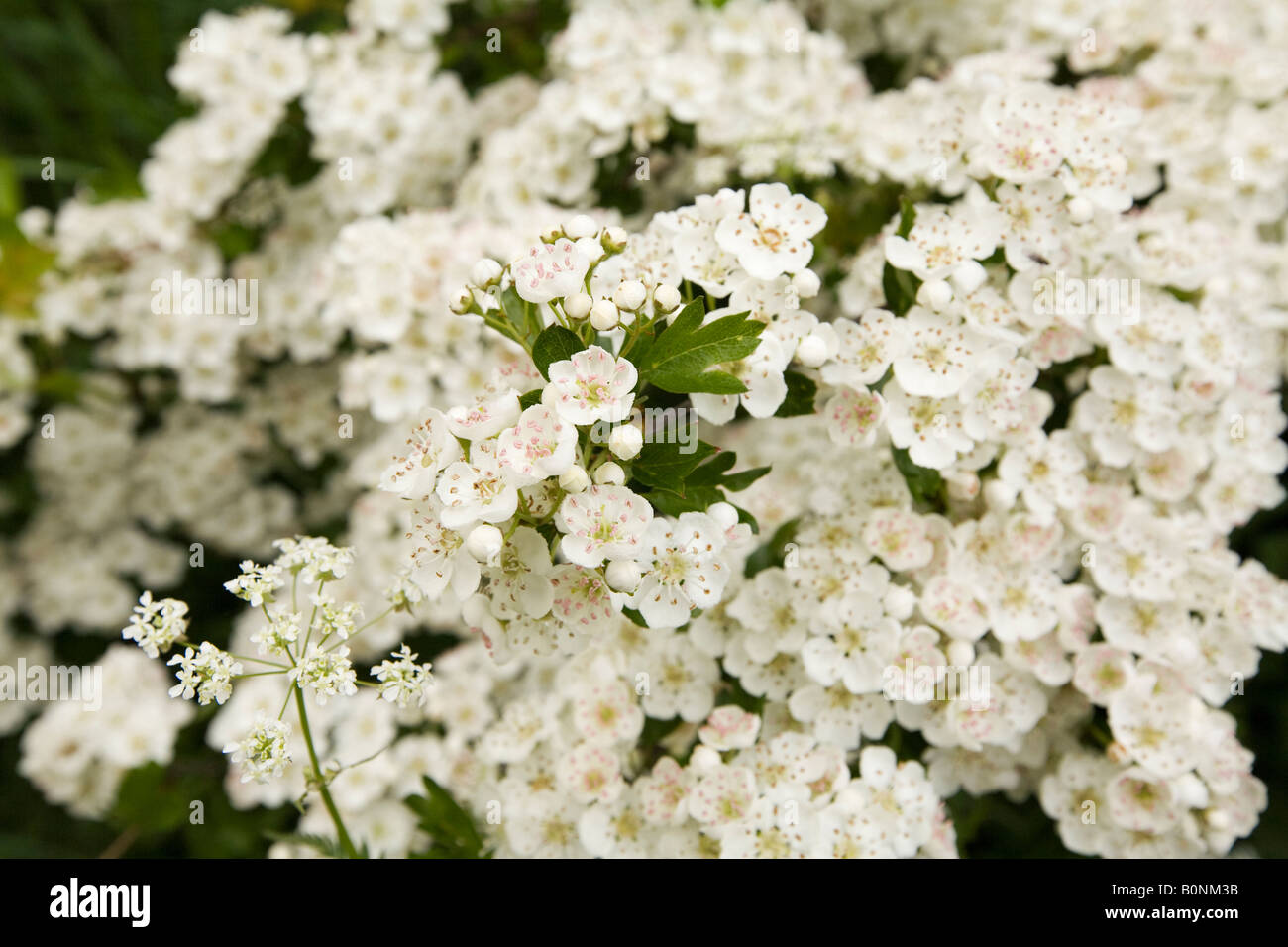 UK England Nottinghamshire Orston Hawthorn blossom Crataegus Monogyna flowers in hedgerow Stock Photo