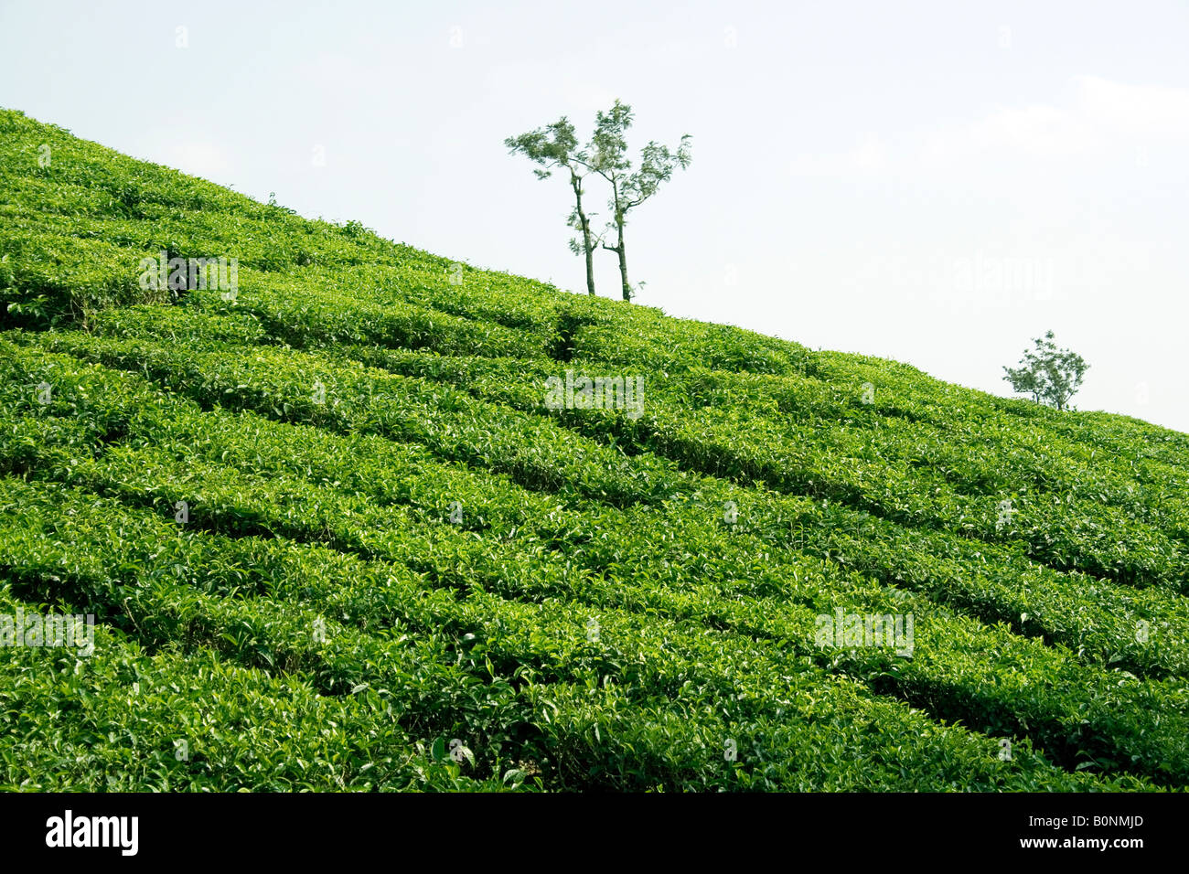 tea hill slope Stock Photo Alamy