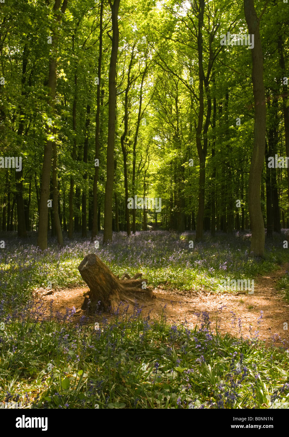 Spring Woodland and Bluebells at Dockey Wood on the Ashridge Estate. Stock Photo
