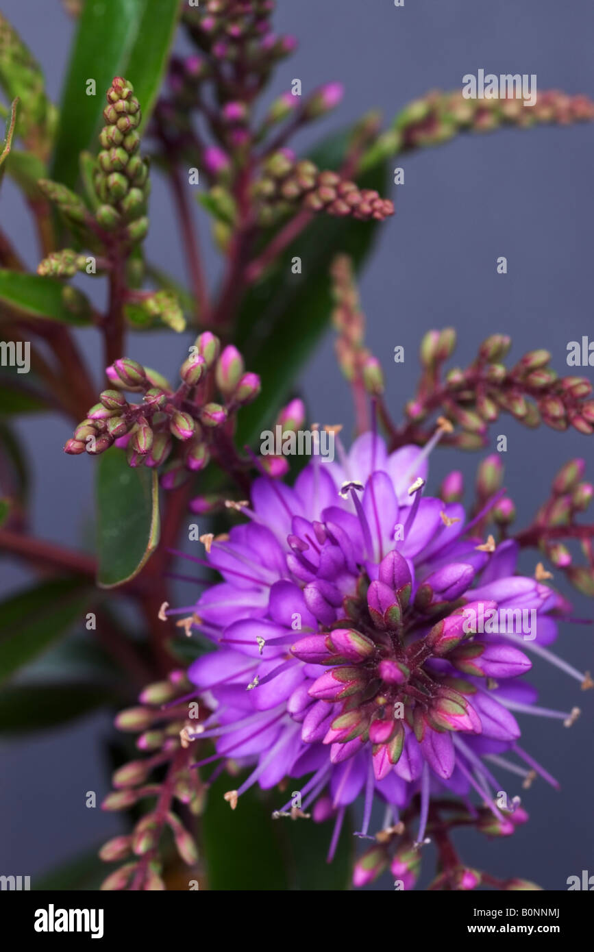 Flowers of a hebe shrub which is a native plant of New Zealand Stock Photo