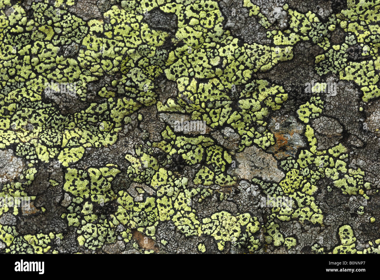 lichene licheni plant plants piante inferiori piante mountain montagna Cogne Parco Nazionale Gran Paradiso Valnontey rifugio Vit Stock Photo
