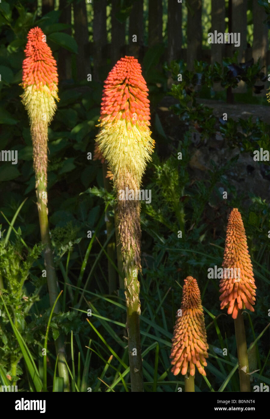 Bright Orange and Yellow Red Hot Pokers in Flower in Early Morning Sunshine in a West Sussex Garden England United Kingdom Stock Photo