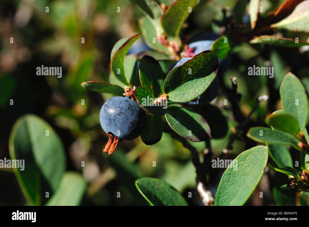 blueberry mirtillo nero Vaccinum mirtillum piante arbusti frutto bacca piante da frutto Cogne Parco Nazionale Gran Paradiso Valn Stock Photo