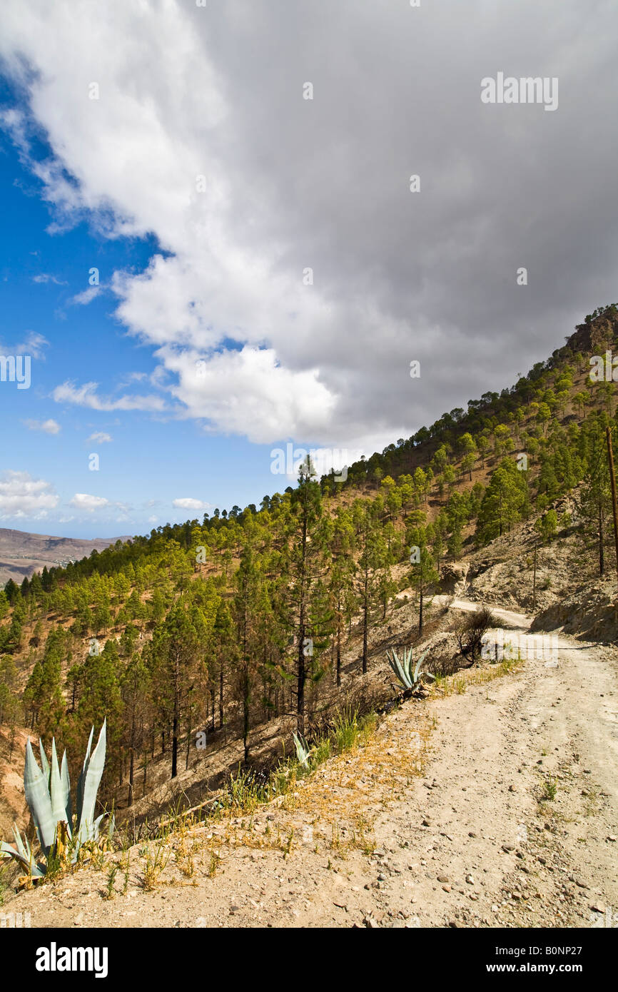 Mountain Landscape between Fataga and San Bartolome Grand Canary Stock Photo