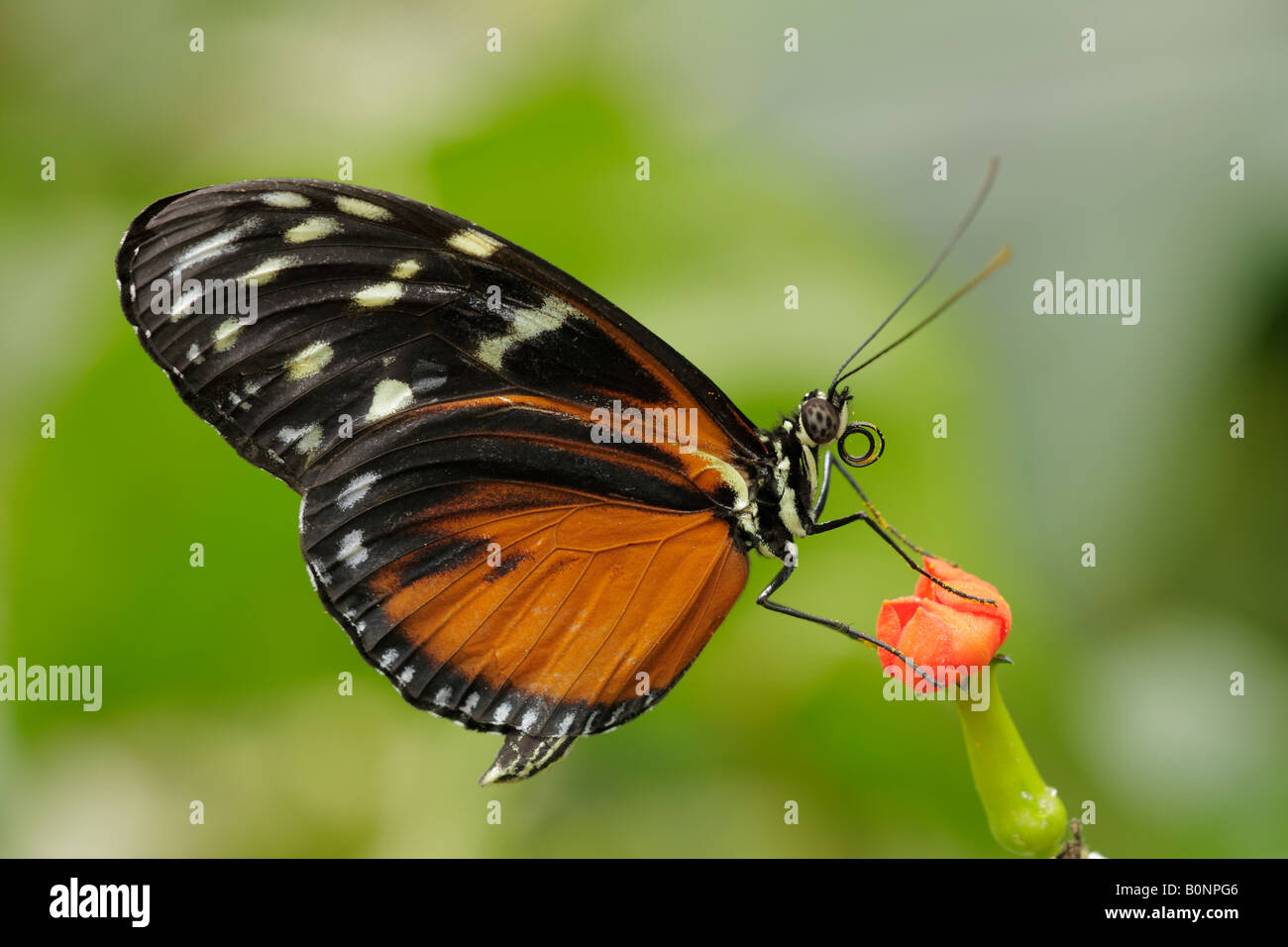 Golden helicon butterfly feeding on flower Note Captive subject Stock Photo