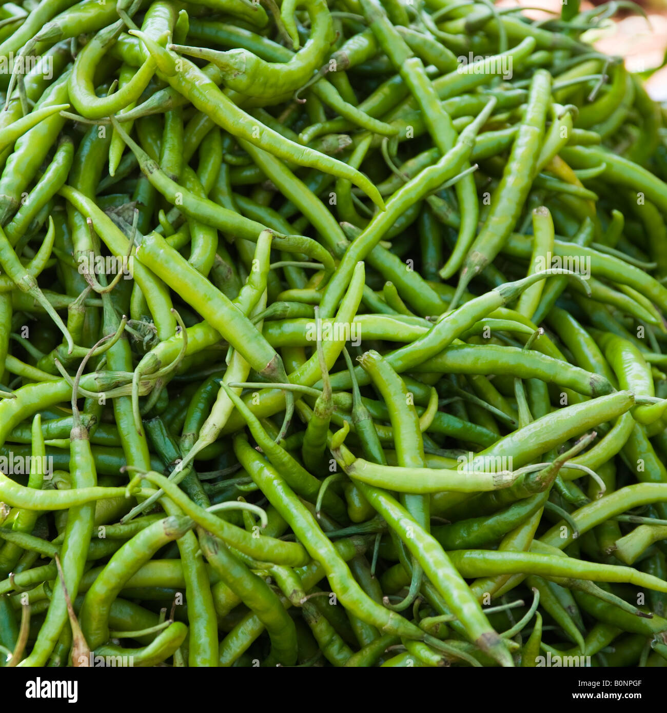 Fresh green chillies are sold in all vegetable markets in India as it