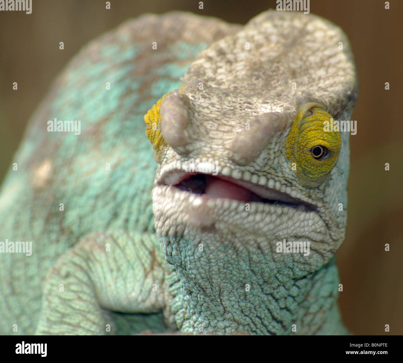 Close up of the head of a Parsons Chameleon (Chameleo parsonii). Stock Photo