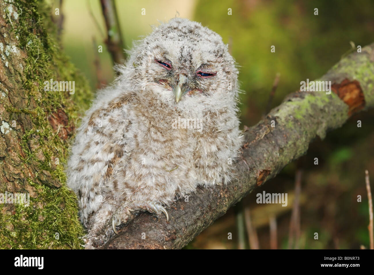 Sleepy Tawny Owl Chick Strix aluco Stock Photo