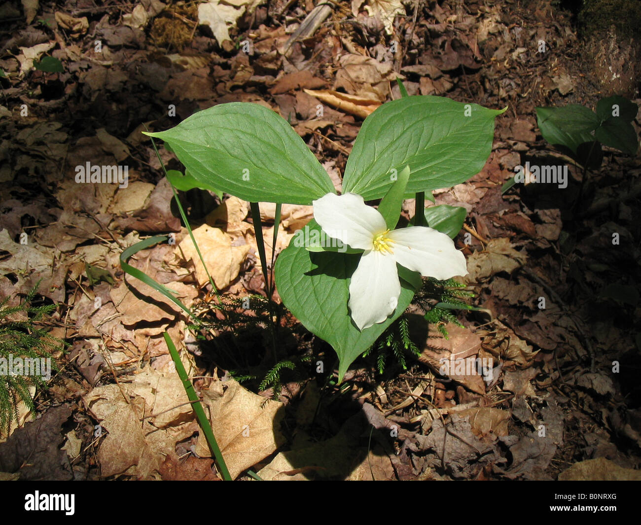 White Trillium flower in the sunshine Stock Photo
