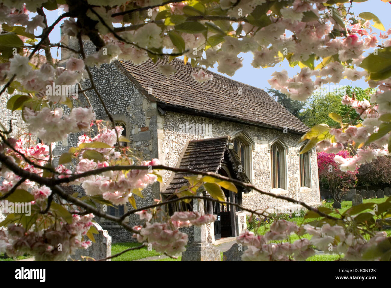 St Nicolas Church, Great Bookham, Surrey in Springtime with cherry blossom Stock Photo Alamy