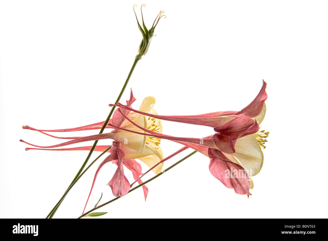 Close-up of the side view of two pink aquilegia flowers against white background Stock Photo