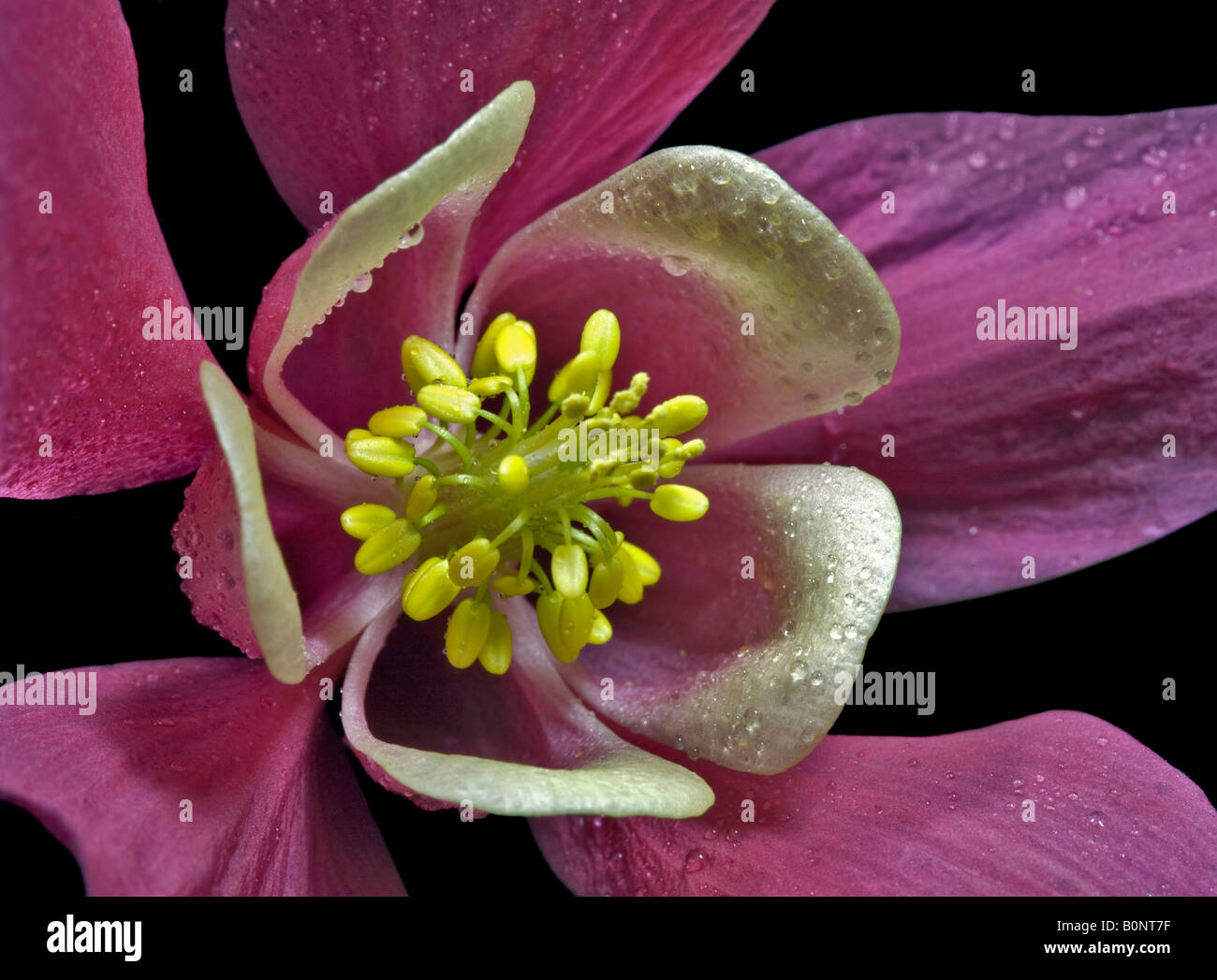 Columbine aquilegia caerulea hi-res stock photography and images - Alamy
