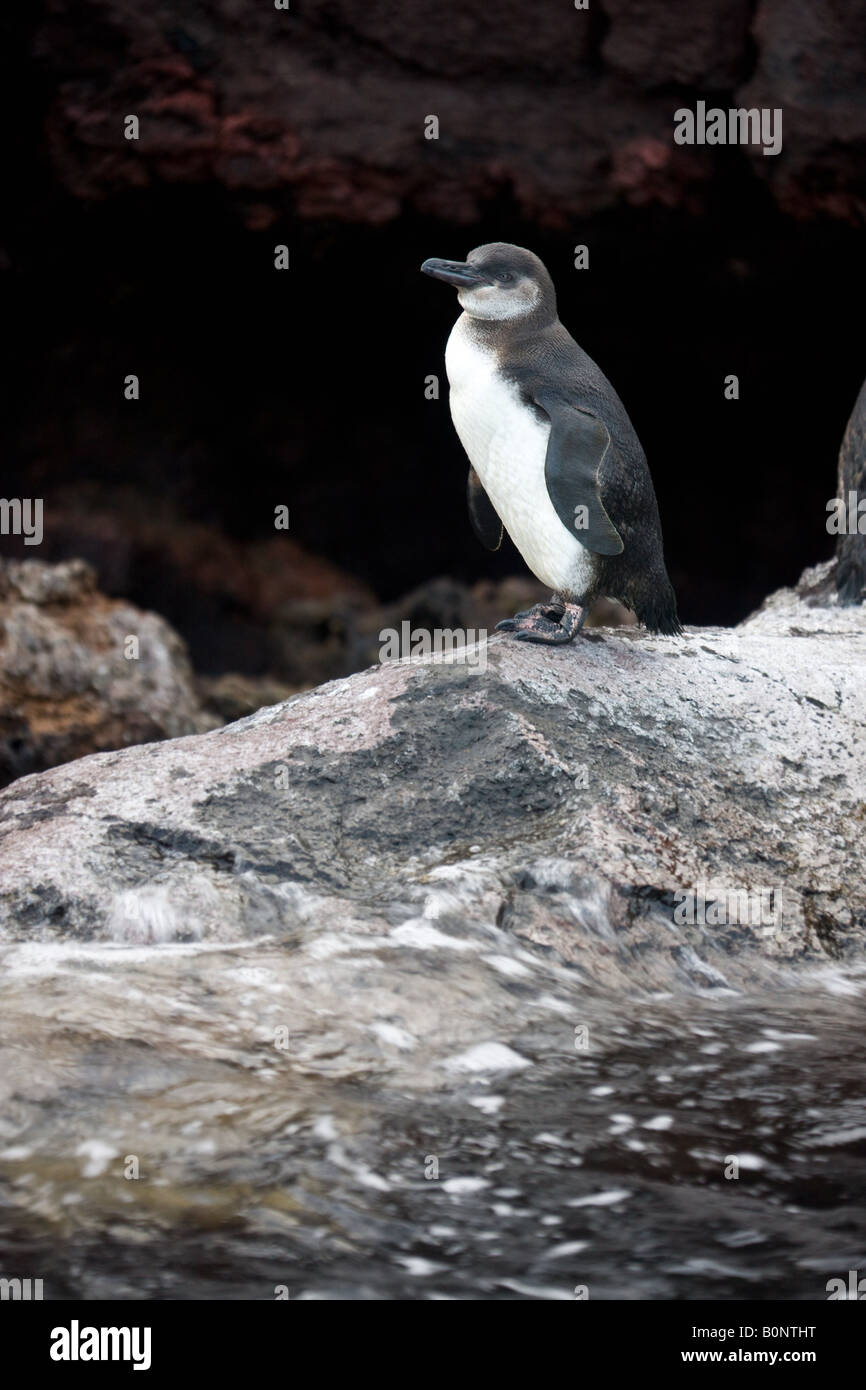 Galapagos Penguin - Spheniscus mendiculus - on Fernandina Island in the Galapagos Islands off the coast of Ecuador Stock Photo