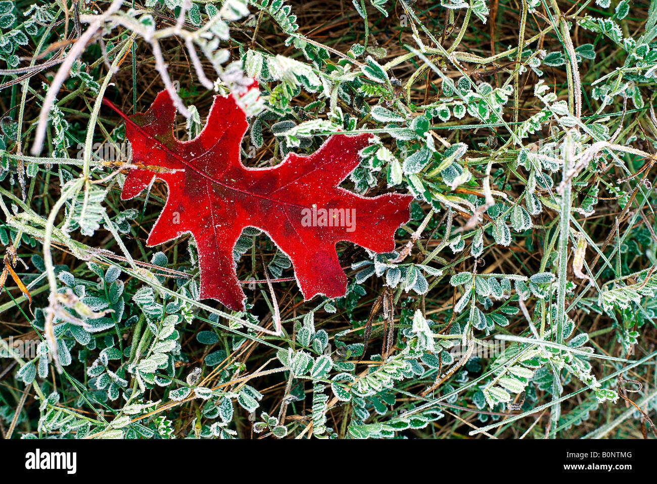 Oak leaf turned red in autumn, laying in frost covered grasses, Allegheny National Forest Stock Photo