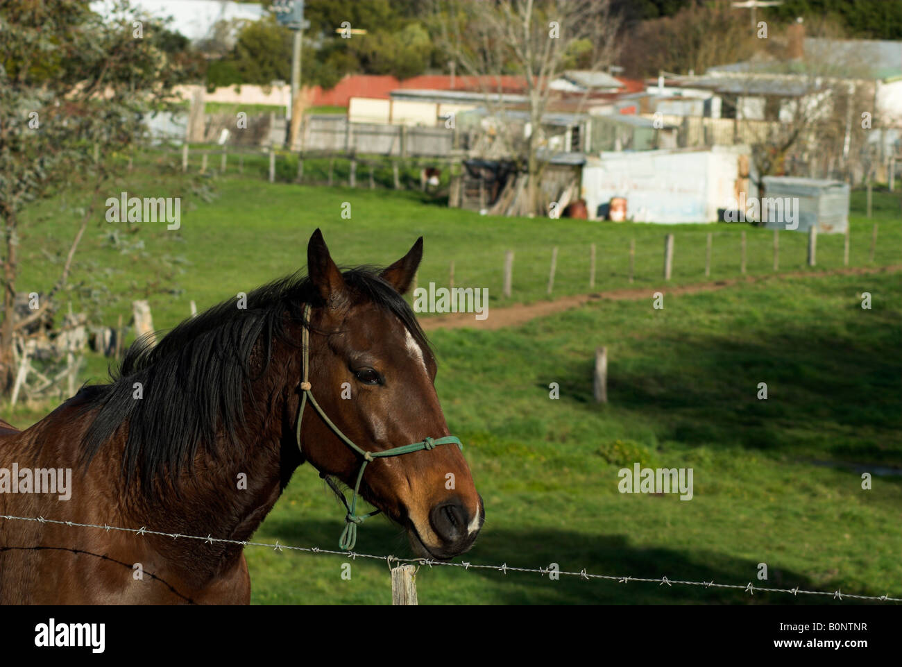 Pony at Romsey, outside Melbourne, Australia Stock Photo Alamy