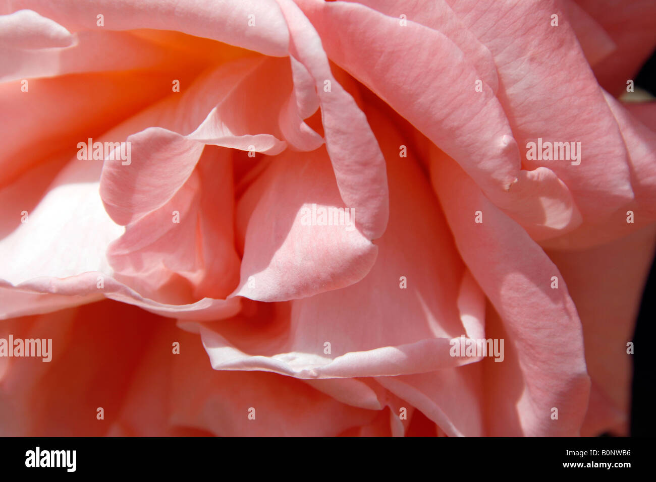 close up of pink rose flower Stock Photo - Alamy