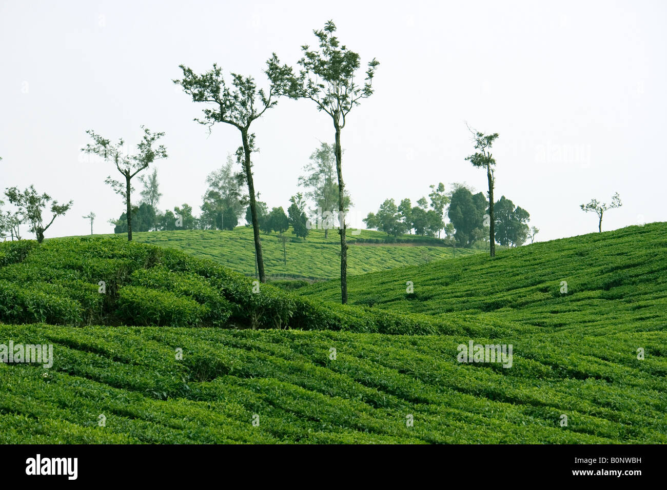 landscape of tea hills Stock Photo Alamy