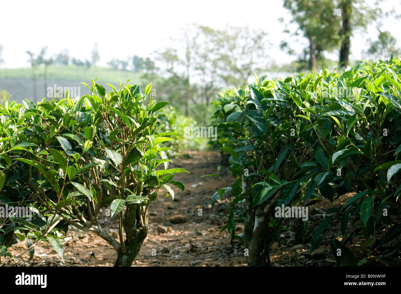 Tea planted in rows Stock Photo