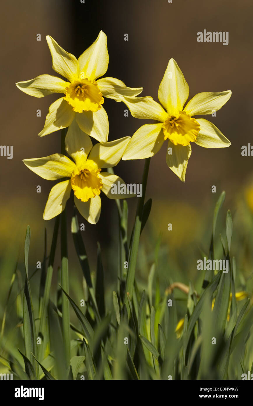 Christchurch hagley park spring hires stock photography and images Alamy