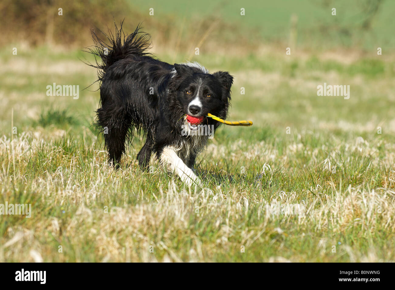 A Border Collie runs towards the camera carrying a ball he's just retrieved Stock Photo