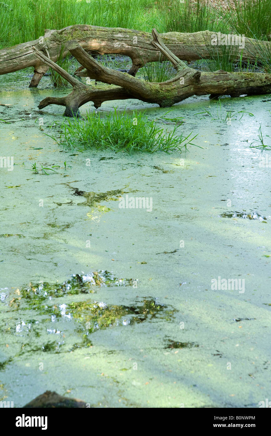 Pond weed uk hi-res stock photography and images - Alamy
