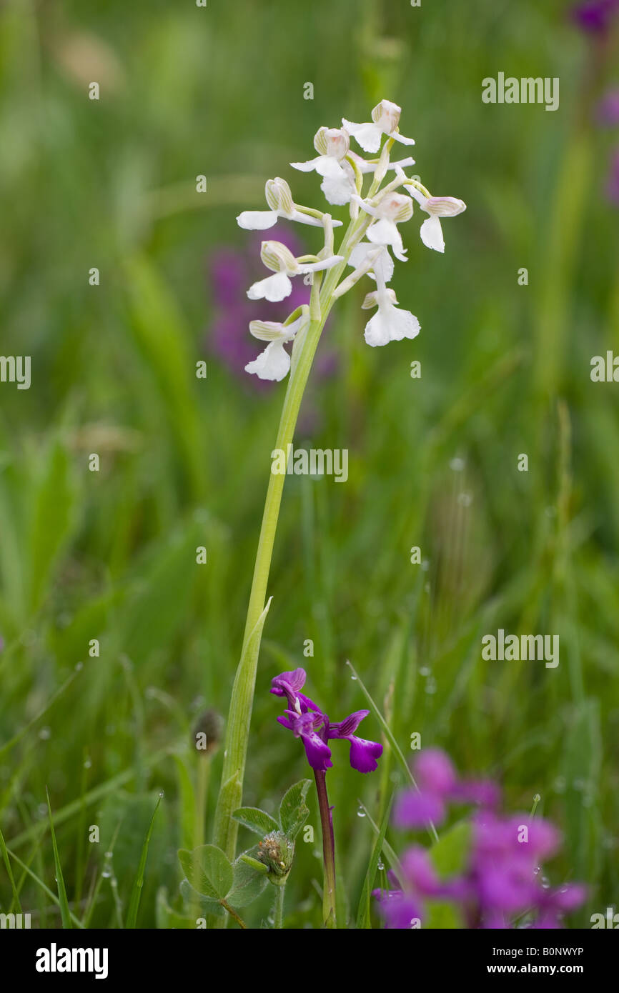 Green-winged Orchid Anacamptis morio alba close-up ofwhite form in flower on grassland Stock Photo