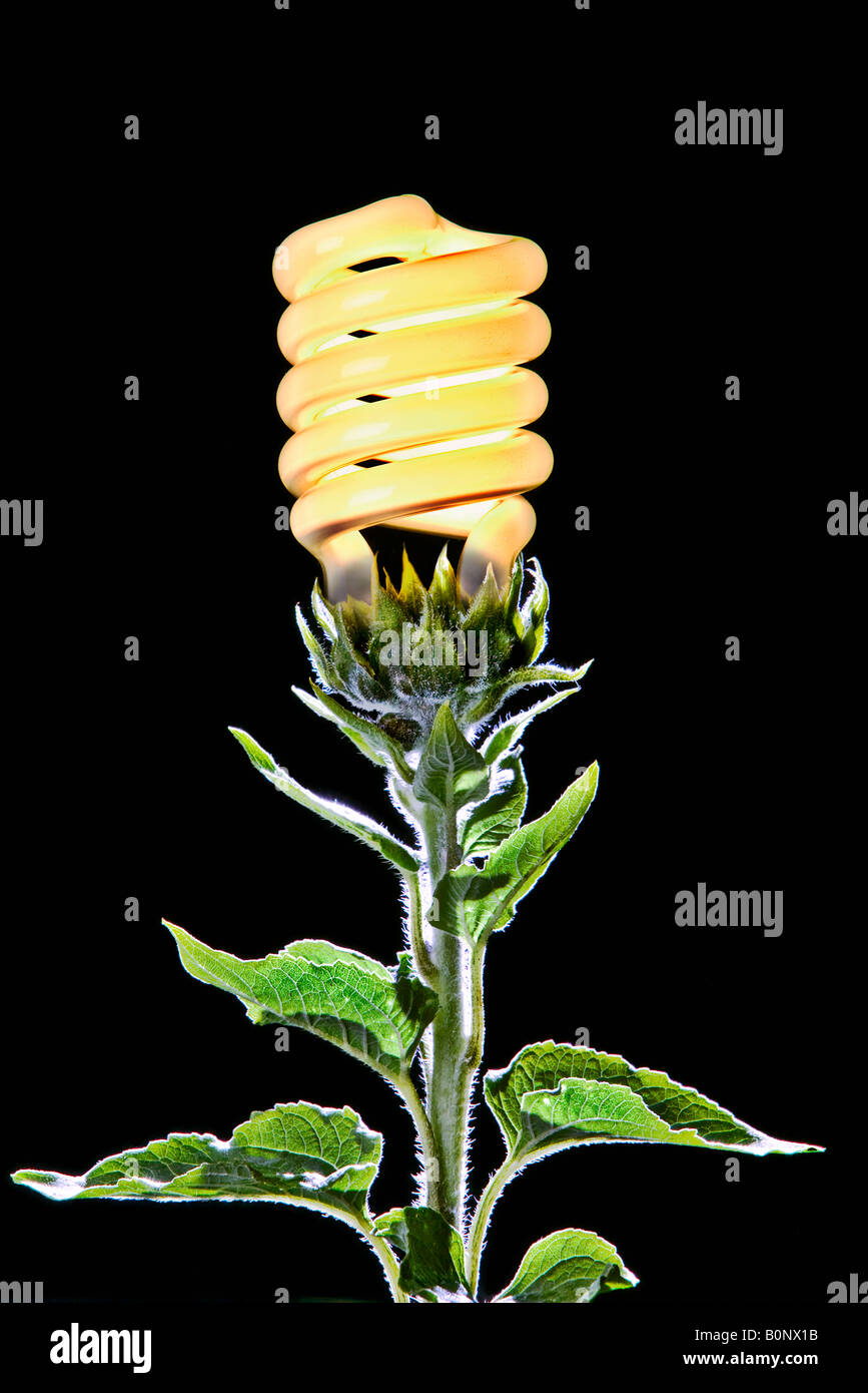 sunflower plant with compact fluorescent bulb Stock Photo Alamy