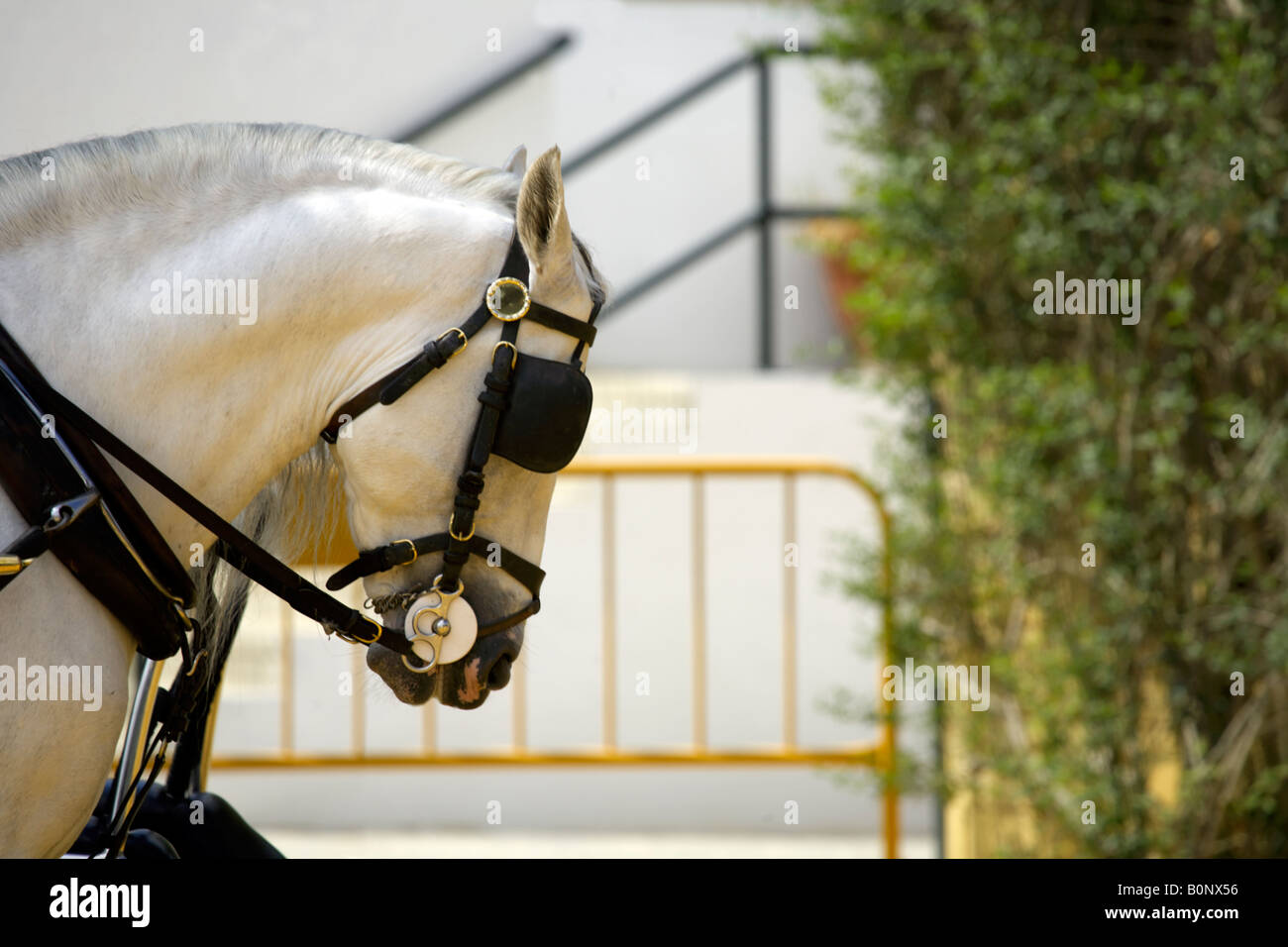 Head and neck of a white horse in harness Stock Photo