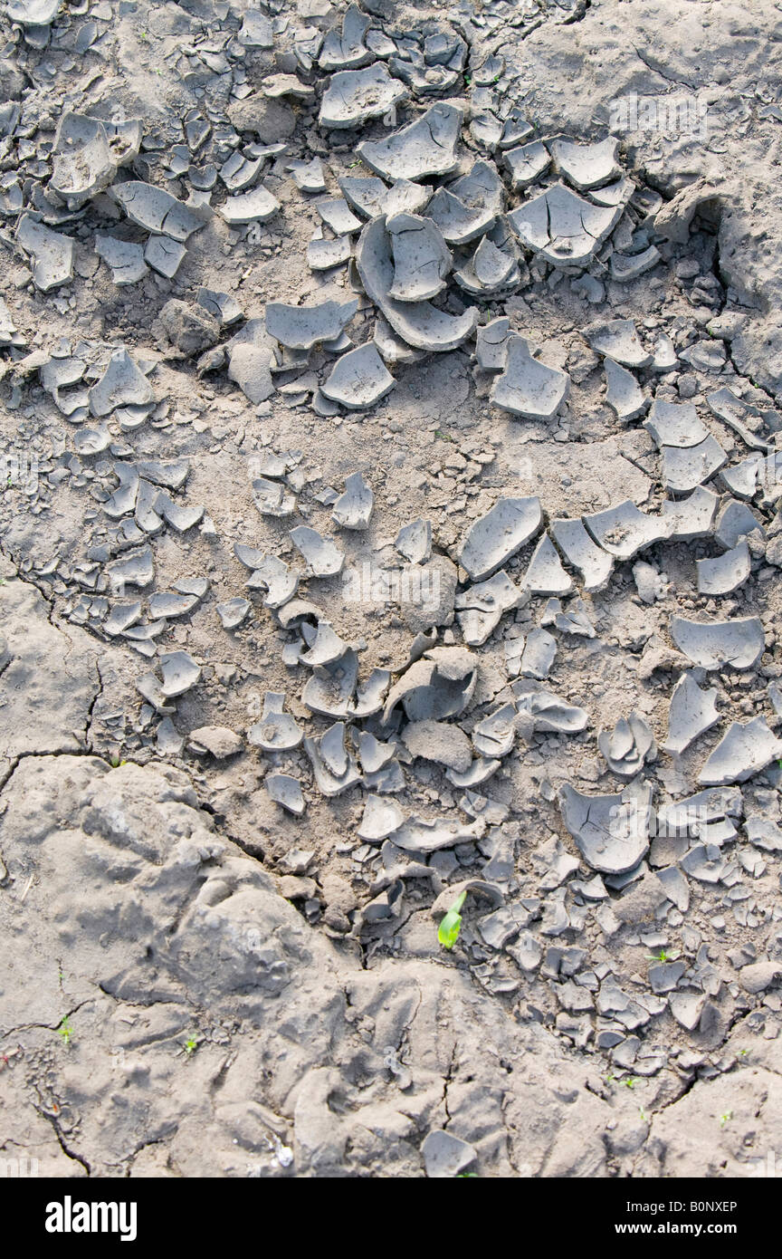 soil that has dried out and cracked in a farmers field in lincolnshire due to drought Stock Photo