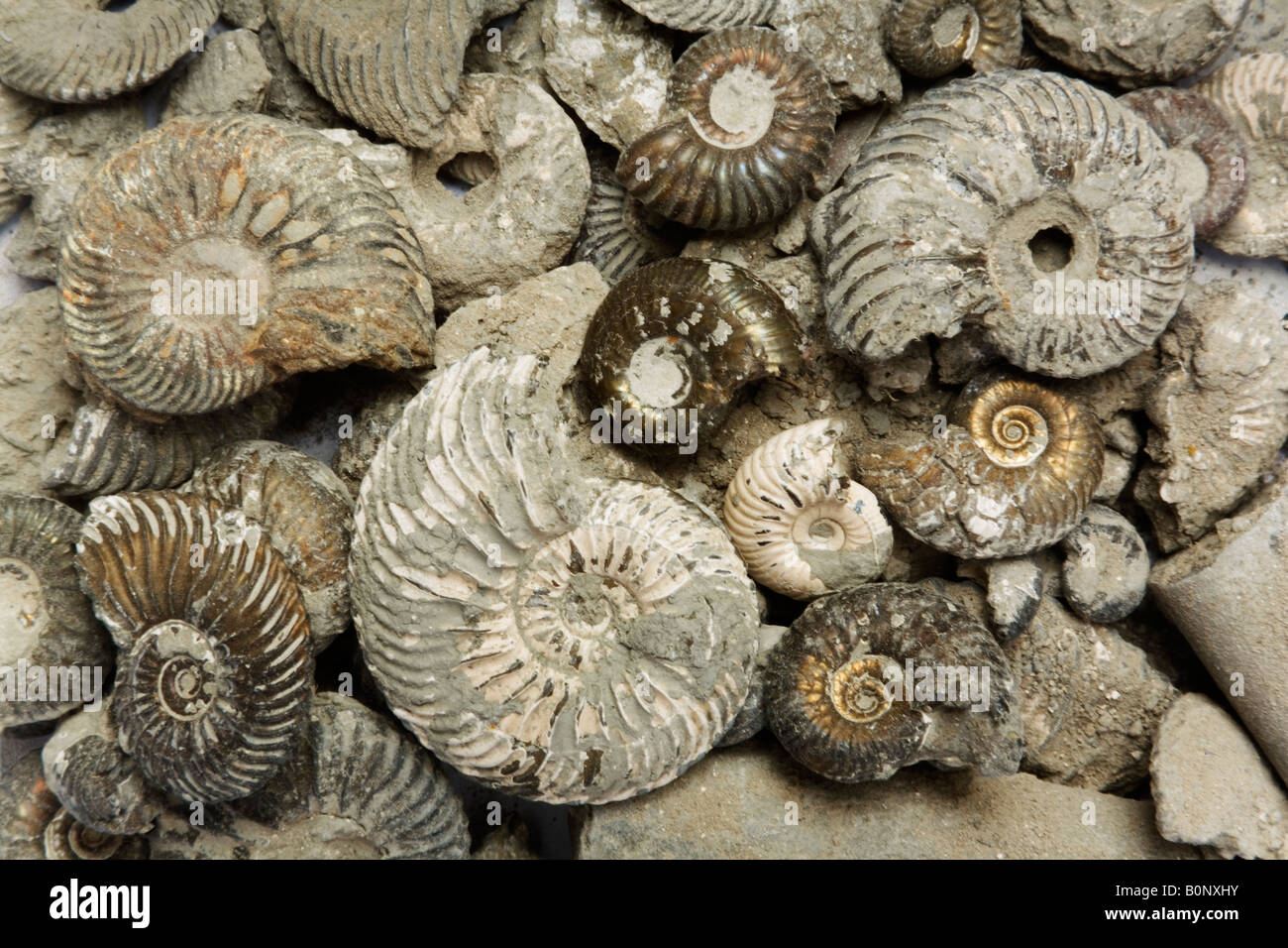 Fossils Stock Photo