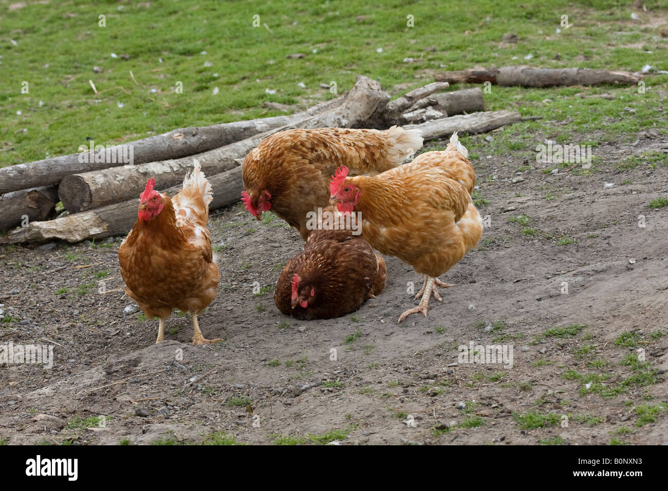 Free range chickens on farm outdoors Stock Photo