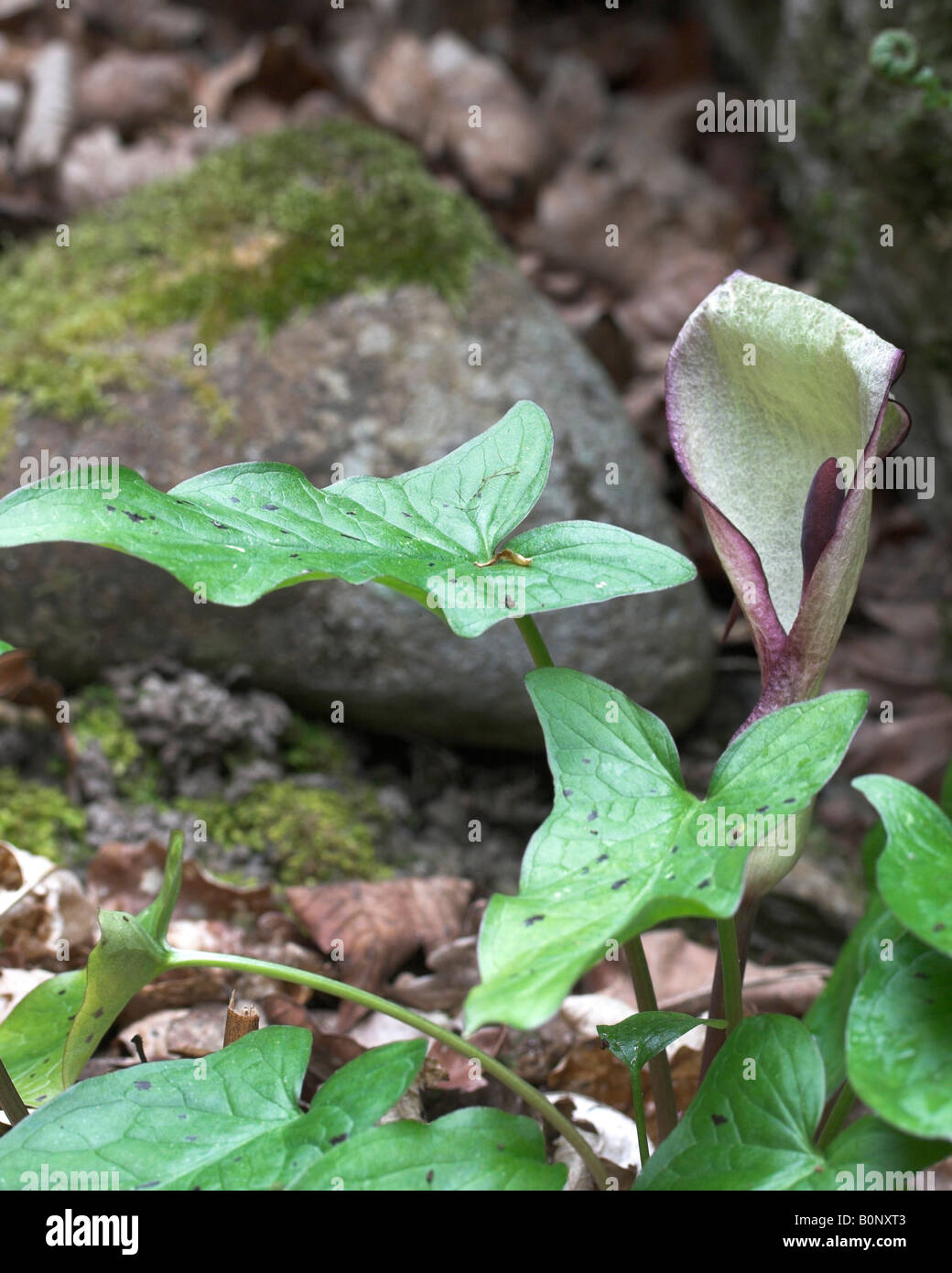 Cuckoo Pint Arum maculatum showing spadix spathe and purple spotted leaves Stock Photo